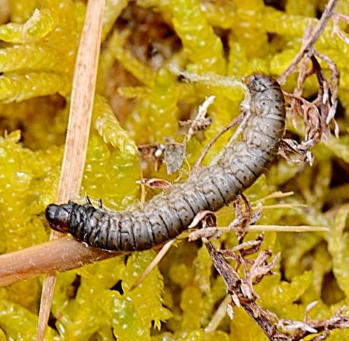 Pyralinae